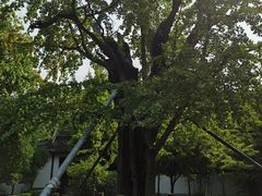 -上海佘山国家森林公园天马山园