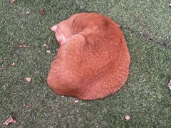 -新白鹿餐厅(银泰西湖文化广场店)