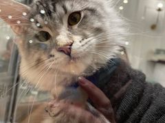 -袖虎·猫馆(体育西路店)