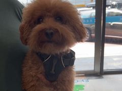 -艾贝尔宠物医院·24H转诊中心·肿瘤猫专科(江宁双龙店)