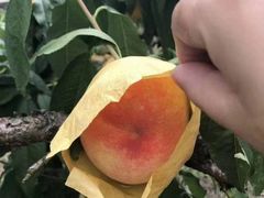 -南汇新场正宗水蜜桃采摘