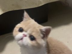 -乖乖宠物医院·猫科·急重症中心(车站北路分院)