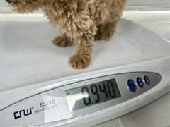 -申普宠物医院·心脏介入·心血管微创(总院)