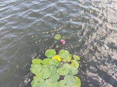 -溱湖国家湿地公园