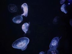 -锦艺城海洋馆
