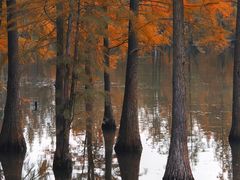 -白鹭湾湿地公园