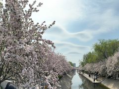 -海棠花溪(元大都城垣遗址公园)