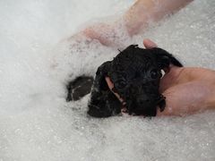 -PETKIT小佩宠物(古北店)