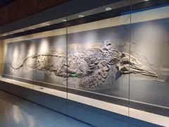 -安徽省地质博物馆