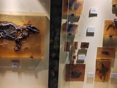 -辽宁古生物博物馆