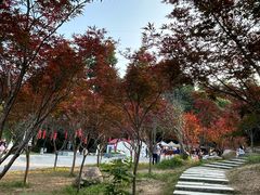-广州市帽峰山景区