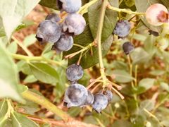 -金谷域澳洲庄园