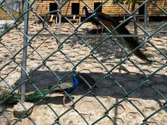 -北京鹿世界主题园