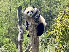 -卧龙中华大熊猫苑神树坪基地
