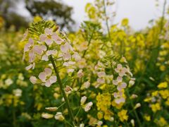 -上海辰山植物园