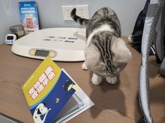 -伟伟宠物医院·CT影像中心·瑞派犬猫综合性门诊(汉口总院)