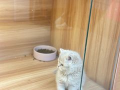 -猫十亿·布偶金渐层·曼基康矮脚猫舍(青年路店)