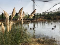 -鄱阳湖国家湿地公园