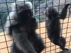 -岚山猴子公园