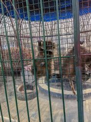 -萌宠亲子动物乐园(槐房万达店)