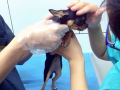 -康乐宝动物医院