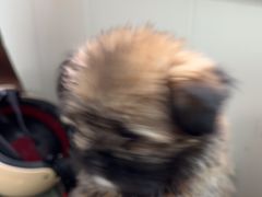 -宠颐生宠物医院·犬猫全科·皮肤科(商业街店)
