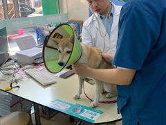 -瑞派动物医院·猫专科·至诚(江南中分院)