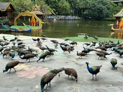 -西双版纳原始森林公园