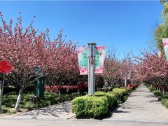 -高东镇樱花园