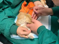 -利又安动物医院··老年病·猫科犬科·中兽医