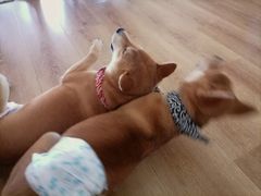 -柴犬小屋·柴餐厅·狗咖食堂(金鼎广场店)