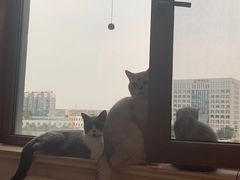 -芭比堂动物医院·CT·微创中心(新顺分院)