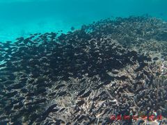 -中央格兰德岛温泉度假酒店 - 全包