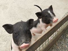 -前小桔亲子创意农场·草莓采摘·露营烧烤