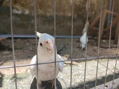 -东莞楼农家菜(金海湾大道分店)