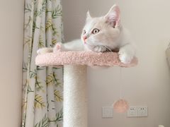 -东方名猫馆·英短金渐层布偶猫舍(环线广场1号楼店)