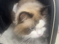 -北京观赏动物医院·24小时大型综合·猫专科·异宠专科