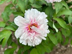 -黑龙江省森林植物园