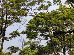 -梧桐山风景名胜区