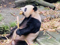-都江堰中华大熊猫苑