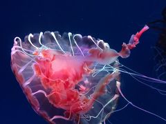 -海合安青岛极地海洋公园