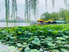-济南大明湖景区