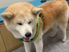 -美联众合爱康动物医院•复杂内科•肿瘤科•牙科•腔镜诊疗中心