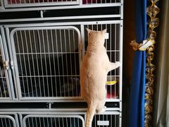-猫咖时代(中山亭店)