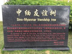景点-中缅友谊树