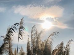 -白鹭湾湿地公园