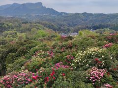 -贵州百里杜鹃风景名胜区