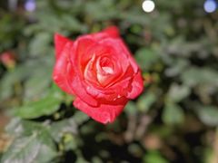 -人民公园(罗湖区)