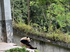 -中国大熊猫保护研究中心雅安碧峰峡基地