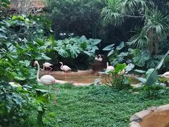 -海南热带野生动植物园